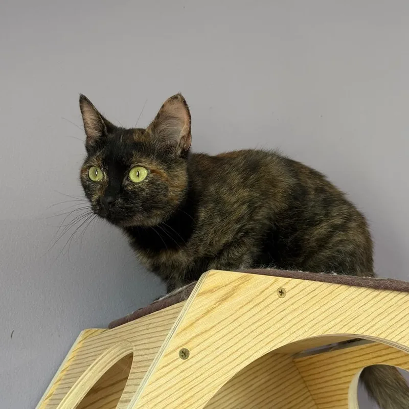 A young medium-sized female Tortoiseshell Domestic Short Hair cat named Primrose for adoption in Gibsonia, PA