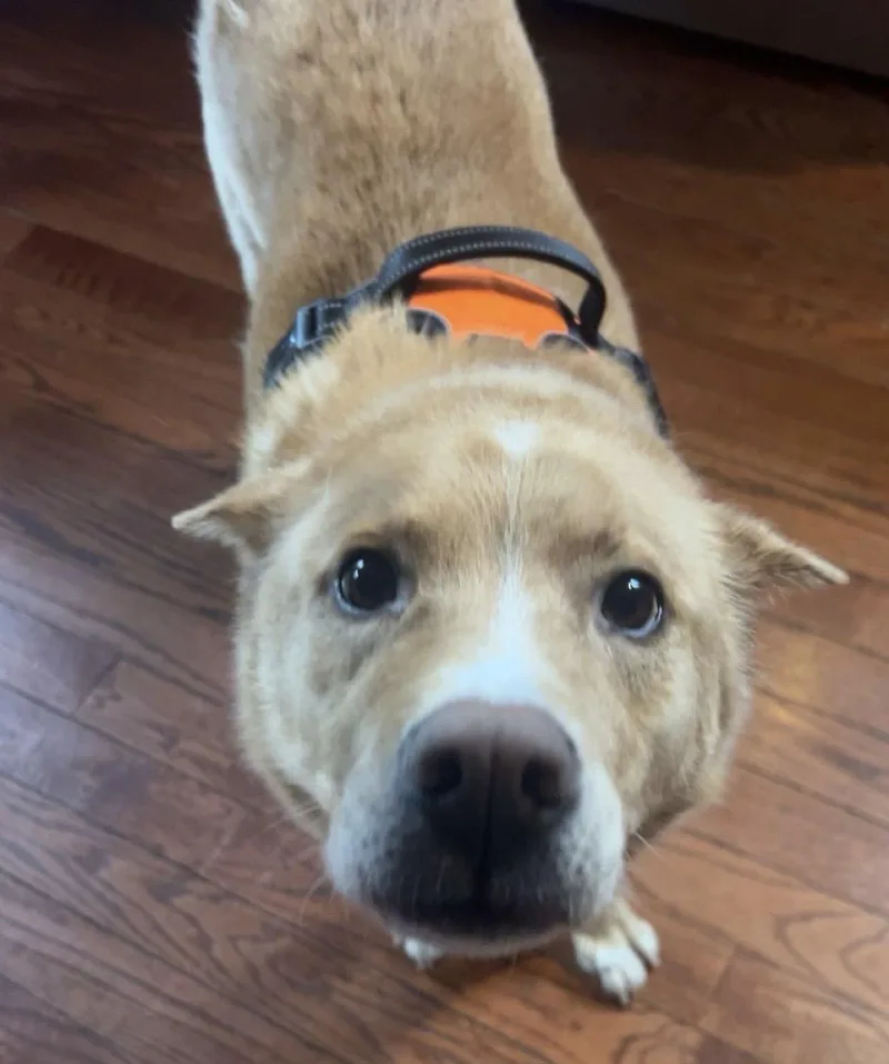 Henry Chestnut thumbnail 4