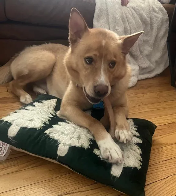 Henry Chestnut thumbnail 6