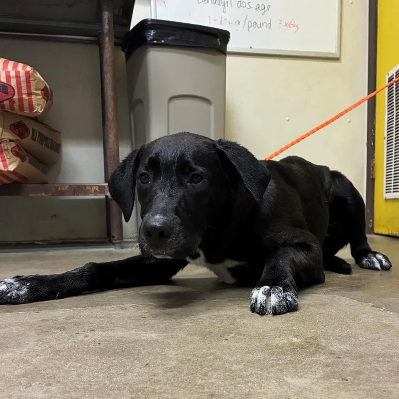 A young large-sized female Black Labrador Retriever dog named Corn On The Cob for adoption in Bryan, TX