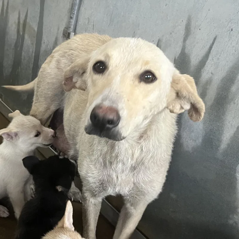 An adult medium-sized female Yellow / Tan / Blond / Fawn Shepherd dog named Raspberry for adoption in Edinburg, TX