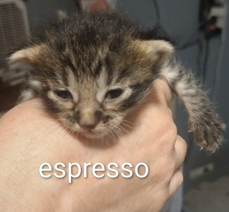 A baby medium-sized male Tabby (Brown / Chocolate) Tabby cat named Espresso for adoption in Omaha, NE