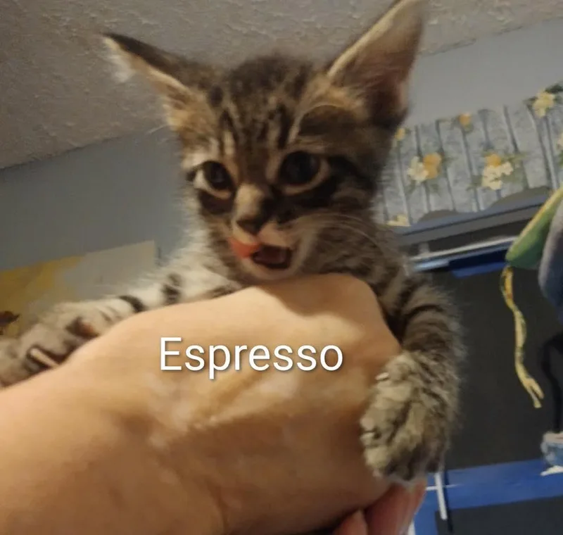 Espresso thumbnail 2