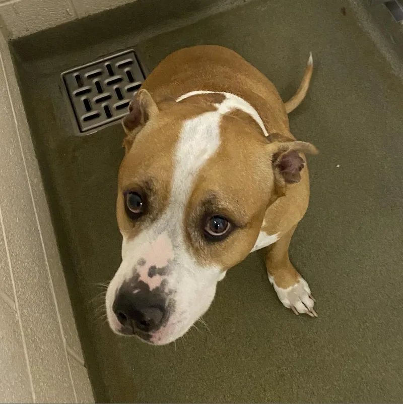 A senior large-sized male Brown / Chocolate Pit Bull Terrier dog named Charlie for adoption in Harrisonburg, VA