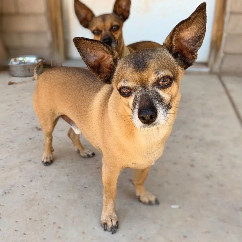 An adult small-sized male Brown / Chocolate Miniature Pinscher dog named Buddy for adoption in Phoenix, AZ