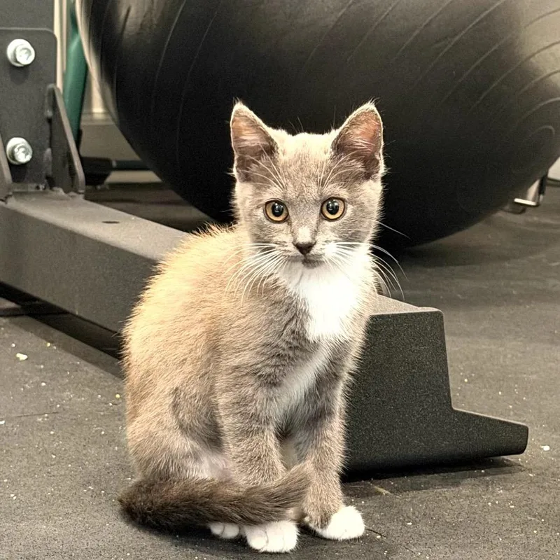 A baby small-sized female Gray / Blue / Silver Domestic Short Hair cat named Aston for adoption in Pacific Palisades, CA
