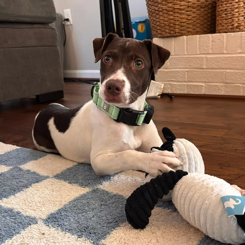 A baby medium-sized female White / Cream Pointer dog named Clara for adoption in Baldwin, MD