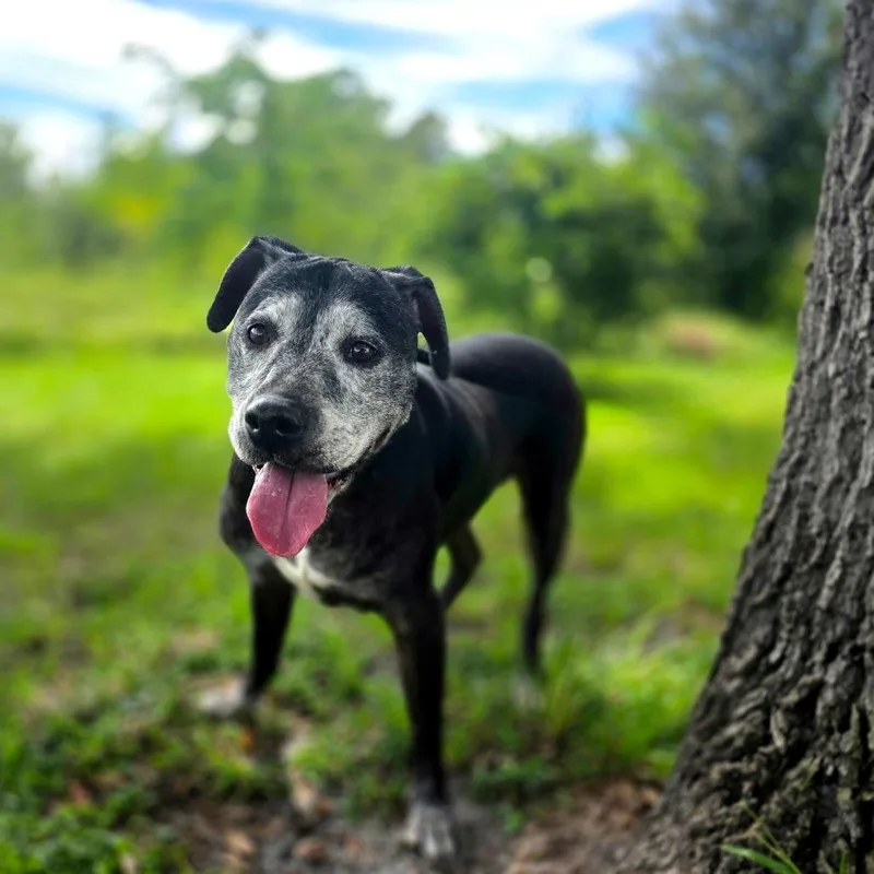 A senior large-sized female Black Mixed Breed dog named Freida for adoption in Port Charlotte, FL
