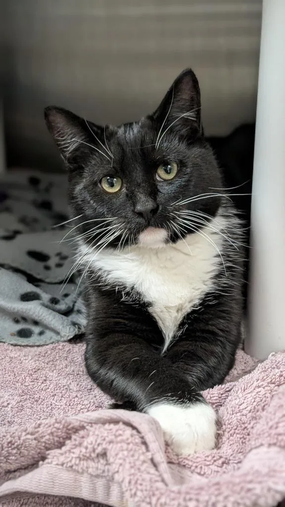 A baby medium-sized female Domestic Medium Hair cat named Cruz Ramirez for adoption in Shoreline, WA