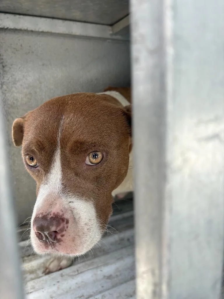 An adult medium-sized female Mixed Breed dog named Lucy for adoption in Effingham, SC