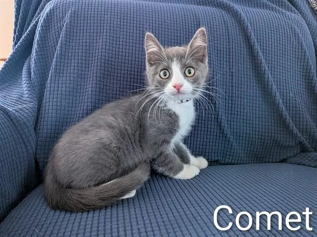 Comet