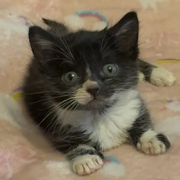 A baby small-sized male Black Domestic Short Hair cat named Pip for adoption in Monroeville, AL
