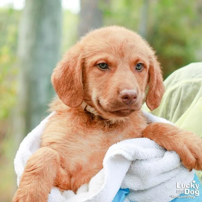 A baby large-sized female Labrador Retriever dog named Ms. Katherine for adoption in Washington, DC