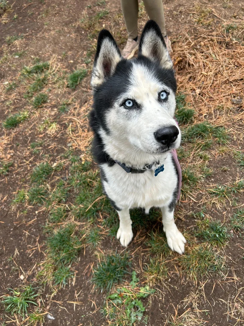 An adult large-sized male Black Siberian Husky dog named Igor for adoption in San Rafael, CA