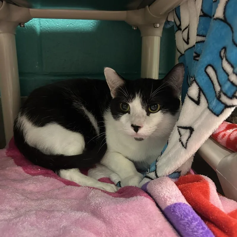 An adult large-sized male Black Domestic Short Hair cat named Owen for adoption in Fredericksburg, VA