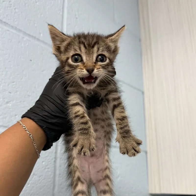 Brown Sugar thumbnail 2