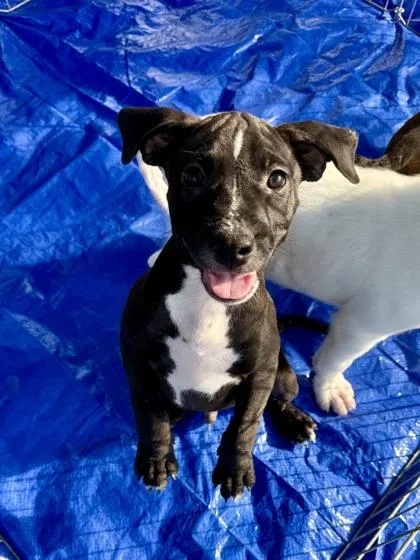 A baby medium-sized male Terrier dog named Remy for adoption in Picayune, MS