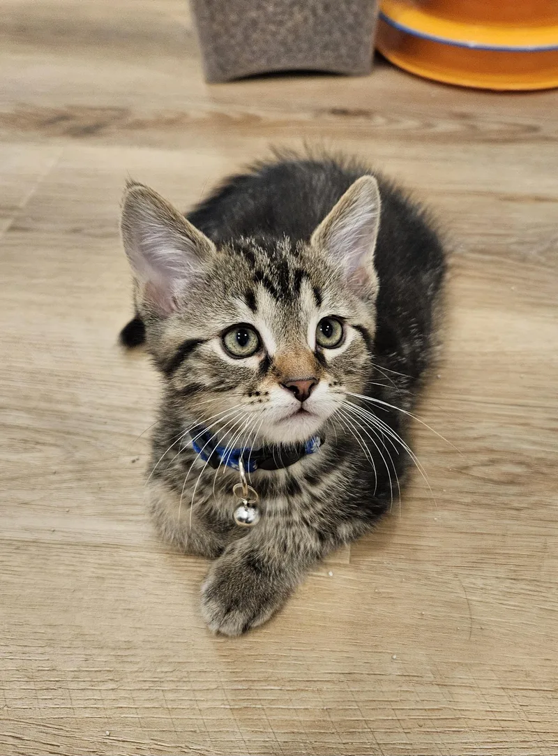 A baby small-sized male Tabby (Brown / Chocolate) Domestic Short Hair cat named Moe for adoption in Stoughton, WI