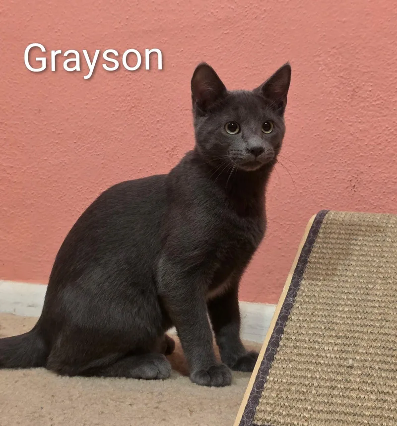 A young medium-sized male Gray / Blue / Silver Domestic Short Hair cat named Grayson for adoption in Pensacola, FL