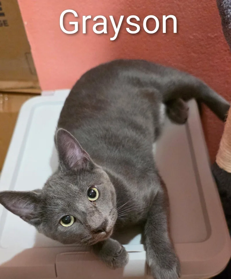 Grayson thumbnail 2