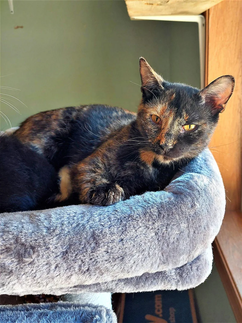 An adult medium-sized female Tortoiseshell cat named Brendal for adoption in Montello, WI