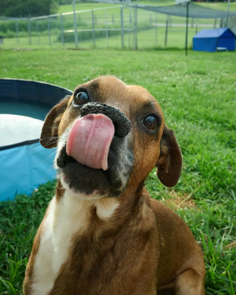 Chico