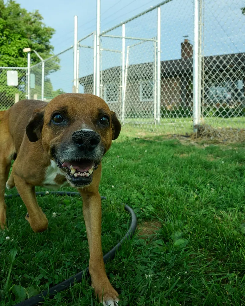 Chico thumbnail 5