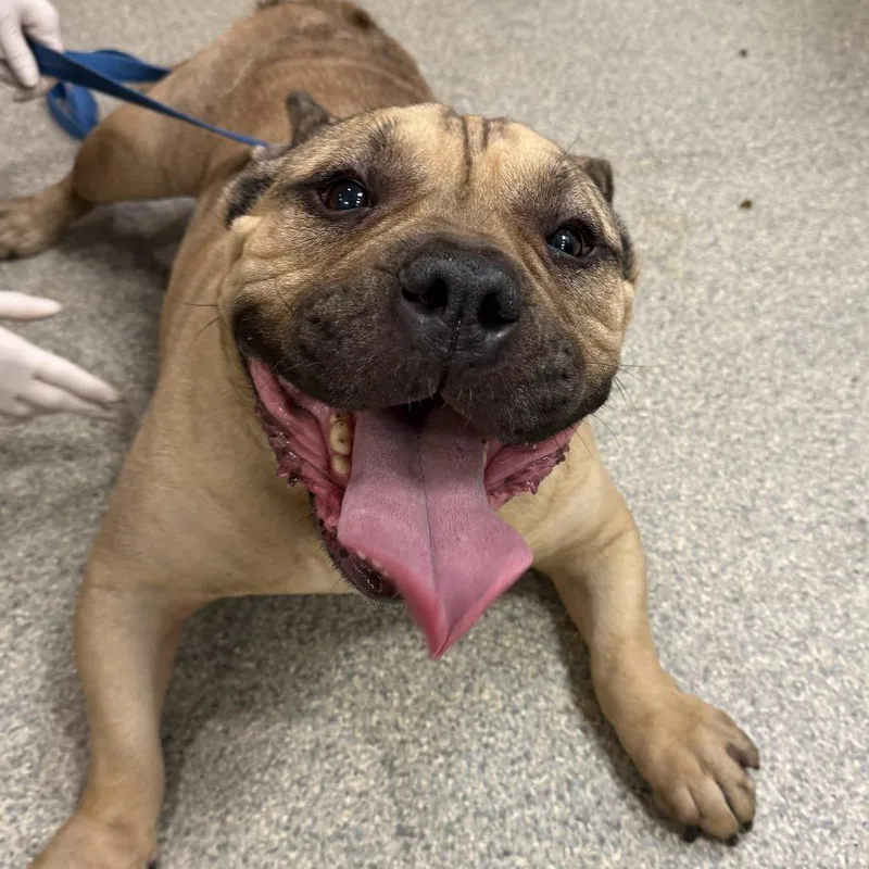 An adult large-sized male Yellow / Tan / Blond / Fawn Mixed Breed dog named Hot Dog for adoption in Jacksonville, FL