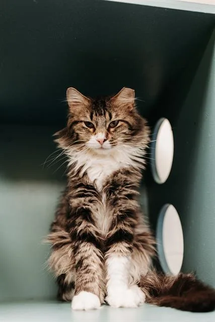 An adult medium-sized male Domestic Medium Hair cat named Big Man for adoption in West Valley City, UT