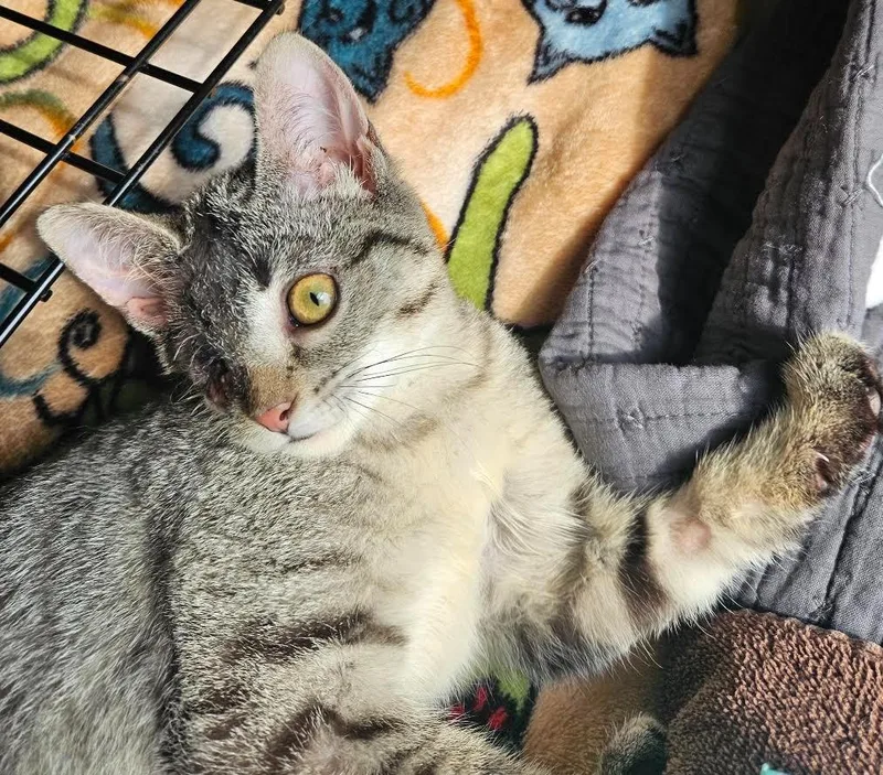 A baby medium-sized female Domestic Short Hair cat named Leela for adoption in Bloomington, IN