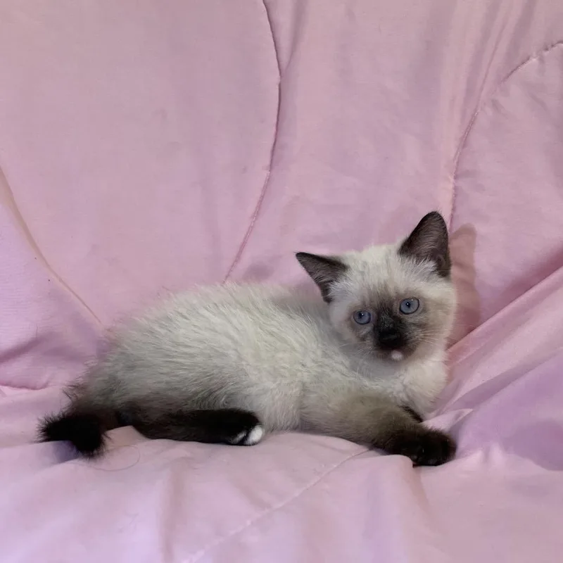 A baby small-sized female White Siamese cat named Heaven for adoption in Tucson, AZ