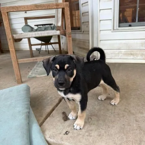 A baby small-sized male Black Mixed Breed dog named Maverick for adoption in Dover, AR
