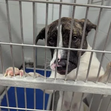 A young large-sized female White / Cream Mixed Breed dog named Winnie for adoption in Jeffersonville, IN