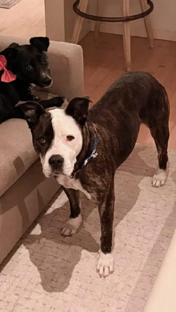 An adult medium-sized female Brindle American Staffordshire Terrier dog named Truffles AKA Dolly for adoption in Huntington Beach, CA