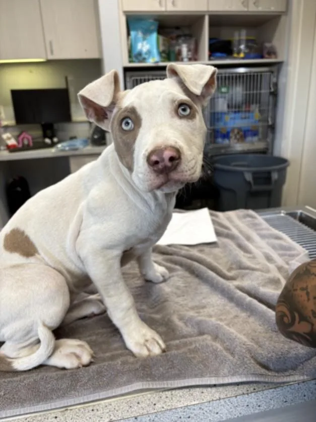 A baby small-sized female Pit Bull Terrier dog named A for adoption in Olivehurst, CA