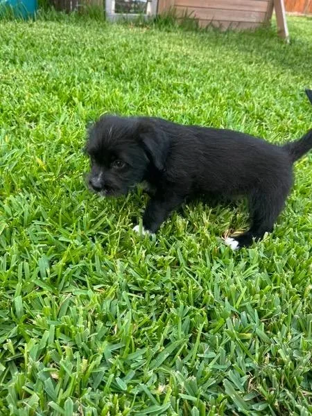 A baby medium-sized male Terrier dog named Wemby for adoption in San Antonio, TX