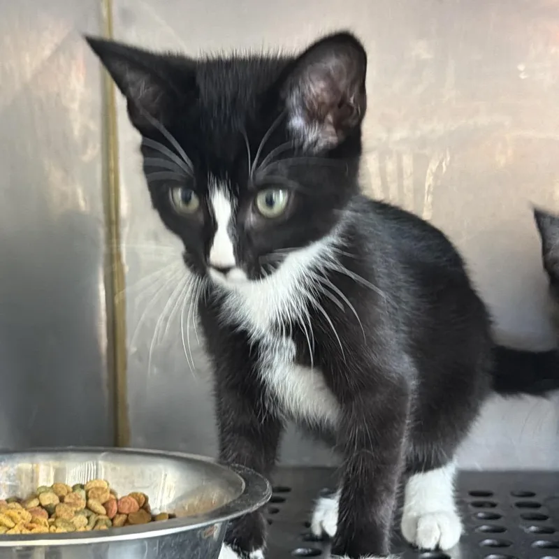 A baby small-sized male Black Domestic Short Hair cat named Basil for adoption in Goshen, IN