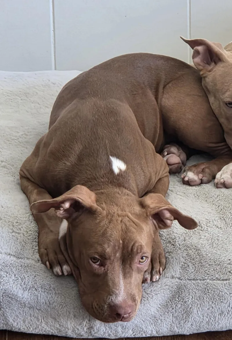 A baby medium-sized female Red / Chestnut / Orange American Staffordshire Terrier dog named Brownie for adoption in Valley Village, CA