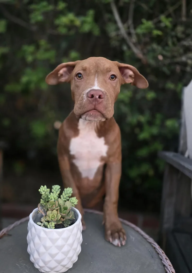 Brownie thumbnail 2