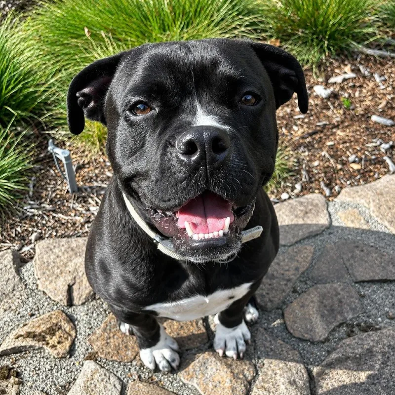 An adult medium-sized male Black English Bulldog dog named Bubba for adoption in Sonoma, CA