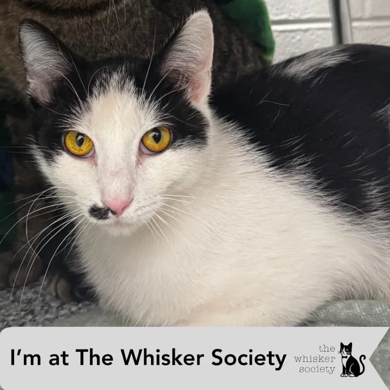 An adult medium-sized male White Domestic Short Hair cat named Herbie for adoption in Brookfield, WI