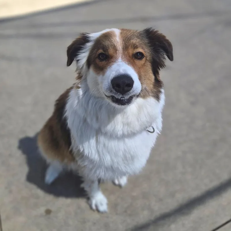 A young medium-sized female Mixed Breed dog named Juliet for adoption in Woodstock, IL