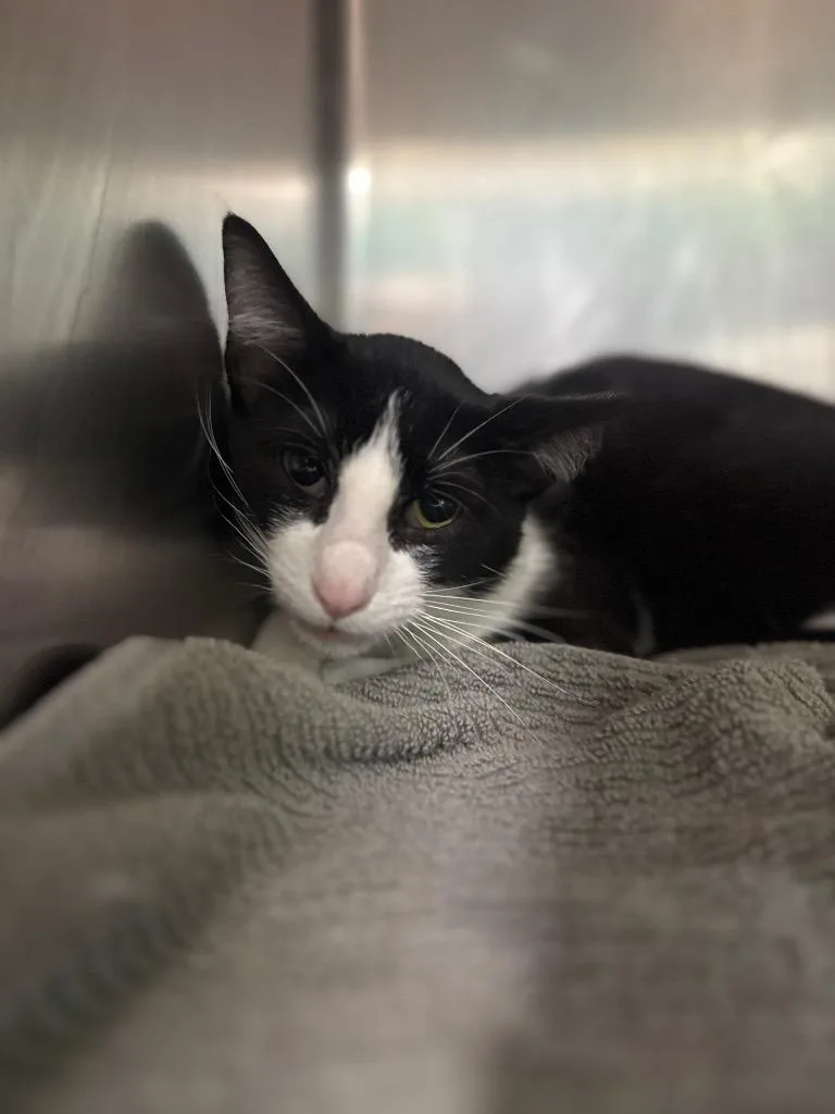 A young medium-sized female Domestic Short Hair cat named Tender for adoption in Belton, TX