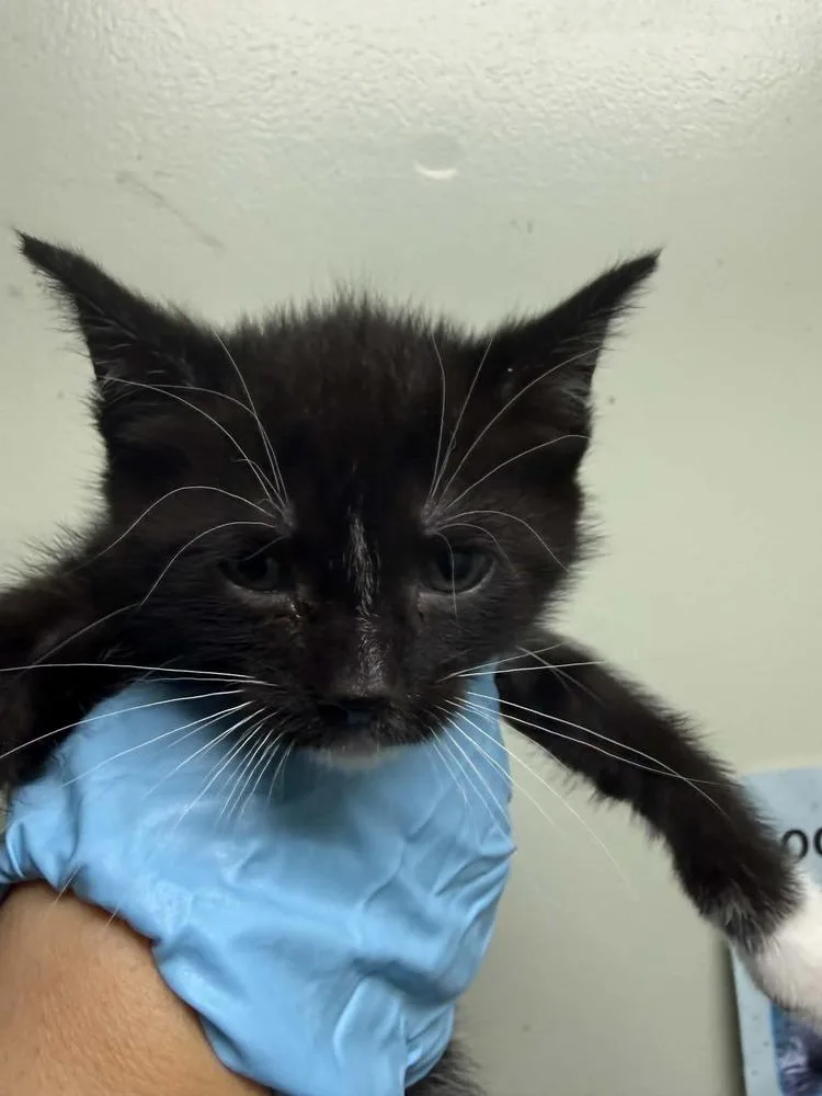 A baby small-sized female Black & White / Tuxedo Domestic Short Hair cat named Seraphina for adoption in Evansville, IN