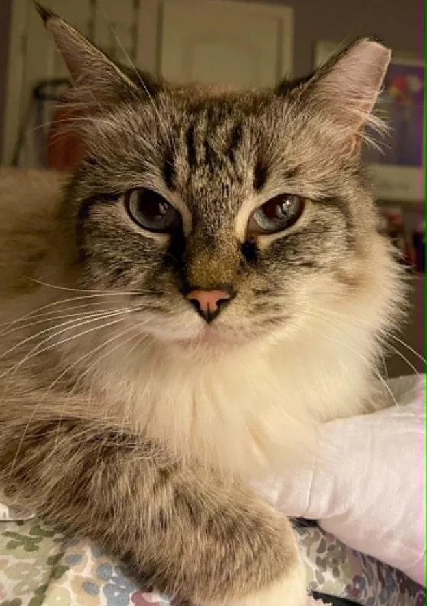 An adult medium-sized female Cream / Ivory Siamese cat named Gabriella for adoption in Anchorage, AK