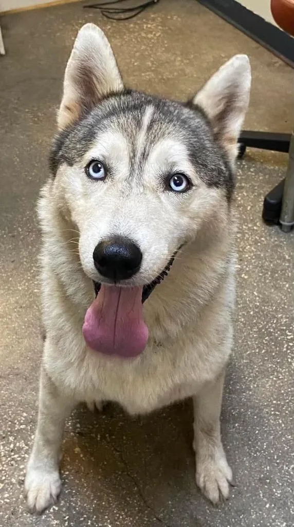 An adult extra large-sized female Mixed Breed dog named River for adoption in Ocala, FL