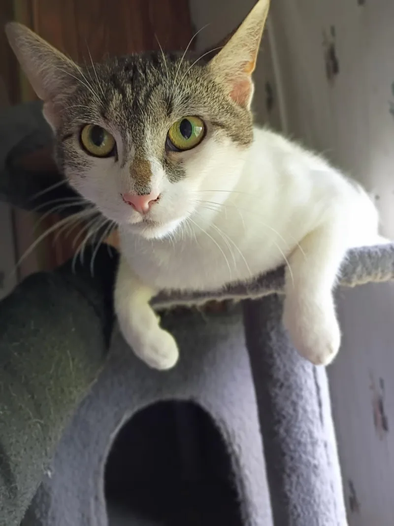 An adult medium-sized female American Shorthair cat named Hailey for adoption in Eagle Bridge, NY