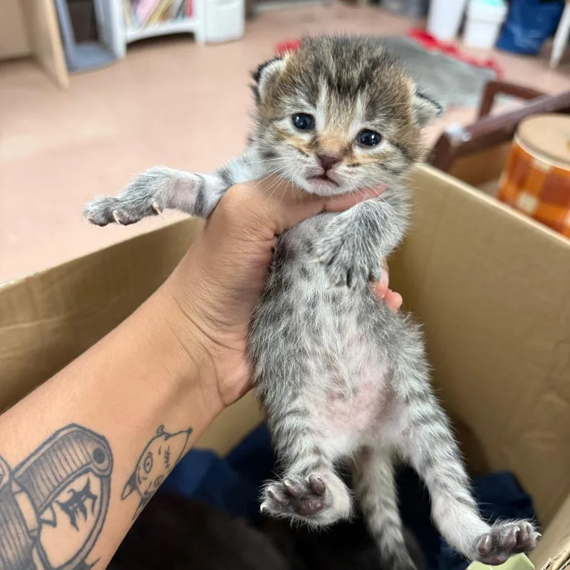 A baby small-sized female Brown / Chocolate Domestic Short Hair cat named ConchataBiscuit for adoption in Fort Smith, AR