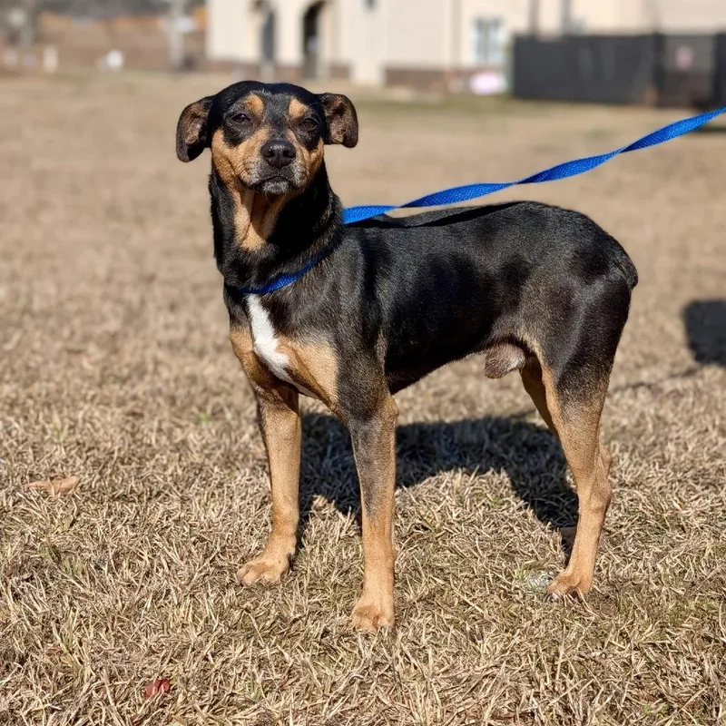 An adult small-sized male Black Miniature Pinscher dog named Gonzo for adoption in Covington, GA