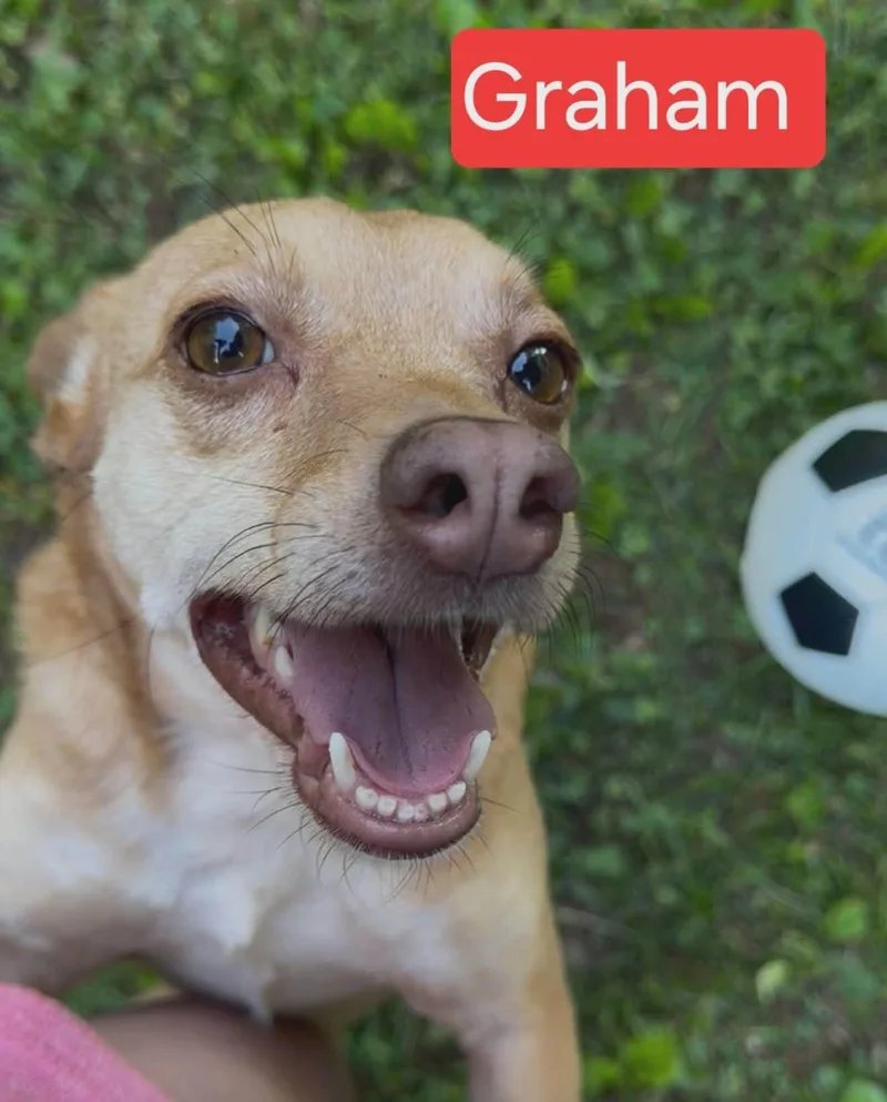 Graham